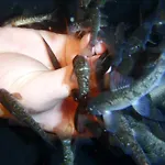 Krakonos